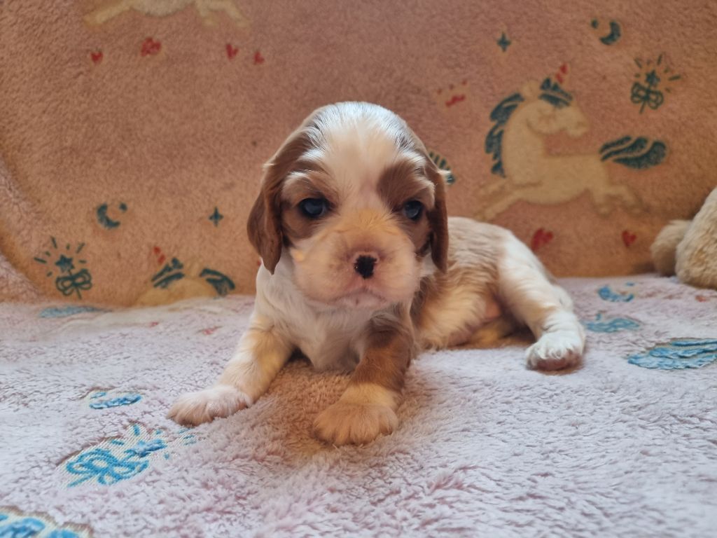 Du Petit Brillouard - Chiot disponible  - Cavalier King Charles Spaniel