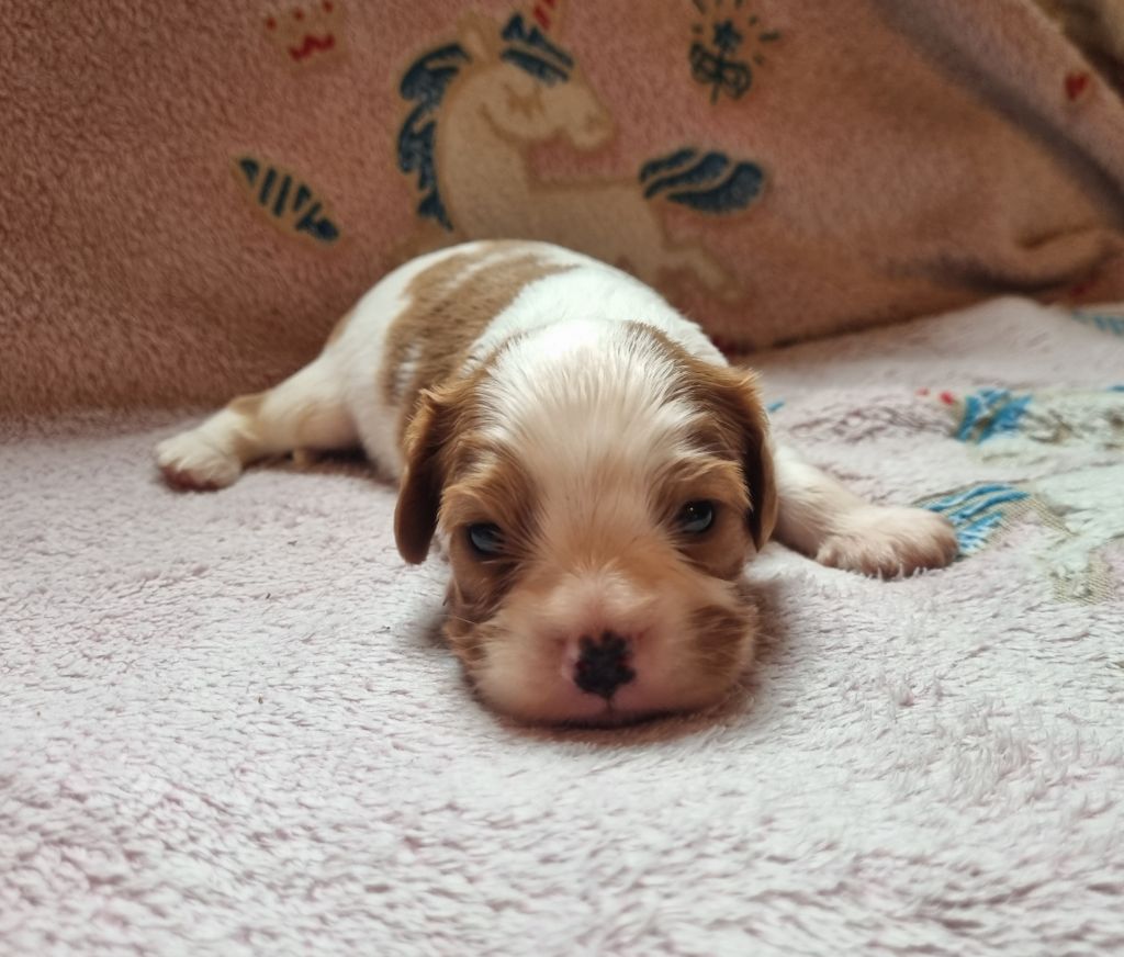 Du Petit Brillouard - Chiot disponible  - Cavalier King Charles Spaniel