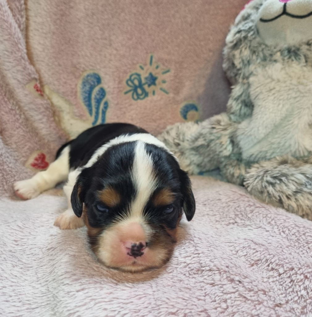 Du Petit Brillouard - Chiot disponible  - Cavalier King Charles Spaniel