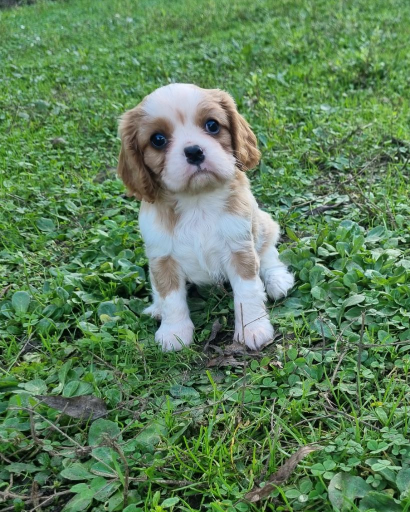 Du Petit Brillouard - Chiot disponible  - Cavalier King Charles Spaniel