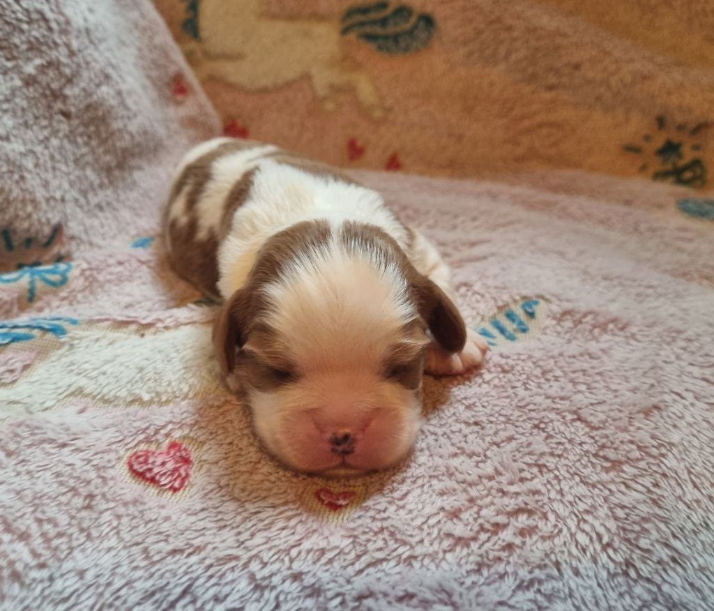 Du Petit Brillouard - Chiot disponible  - Cavalier King Charles Spaniel