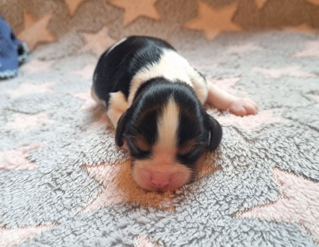 Du Petit Brillouard - Chiot disponible  - Cavalier King Charles Spaniel