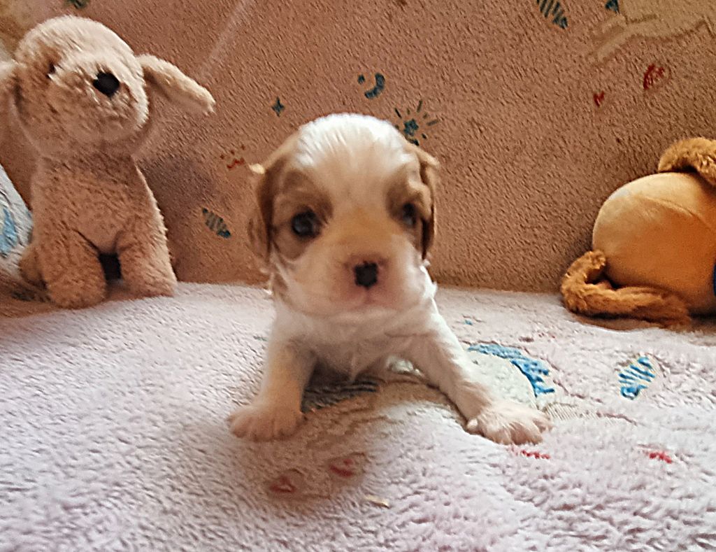 Du Petit Brillouard - Chiot disponible  - Cavalier King Charles Spaniel