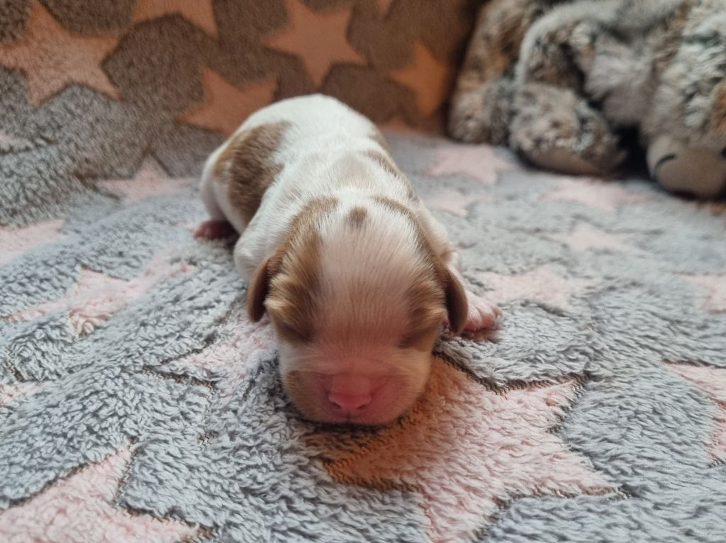 Du Petit Brillouard - Chiot disponible  - Cavalier King Charles Spaniel