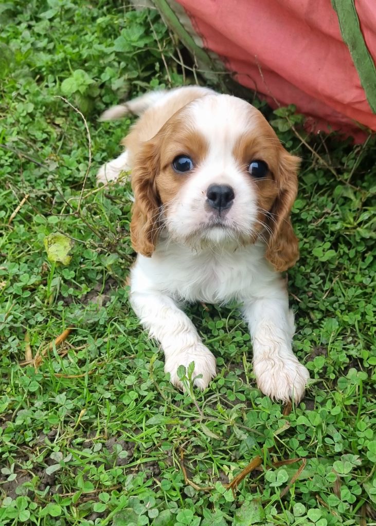 Du Petit Brillouard - Chiot disponible  - Cavalier King Charles Spaniel