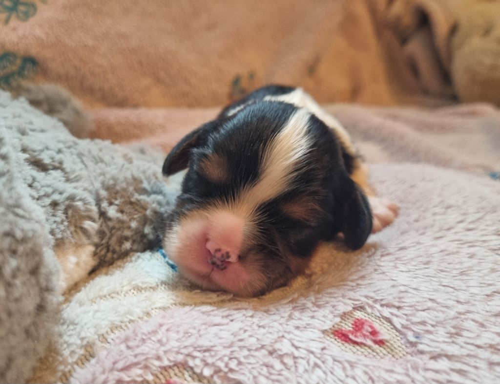 Du Petit Brillouard - Chiot disponible  - Cavalier King Charles Spaniel