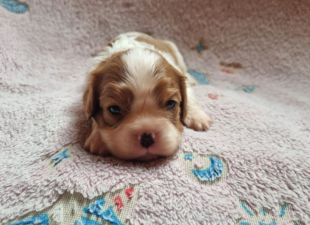 Du Petit Brillouard - Chiot disponible  - Cavalier King Charles Spaniel