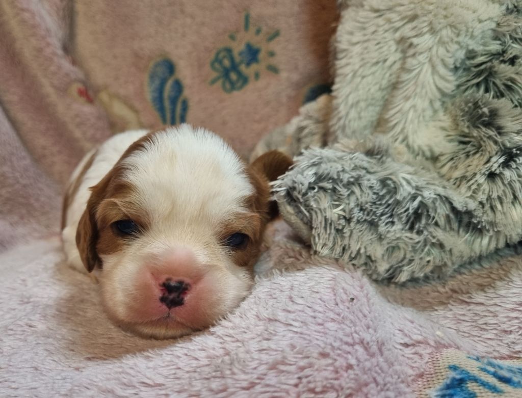 Du Petit Brillouard - Chiot disponible  - Cavalier King Charles Spaniel