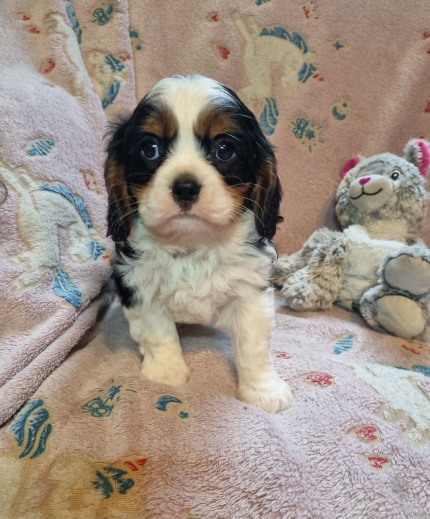 Du Petit Brillouard - Chiot disponible  - Cavalier King Charles Spaniel