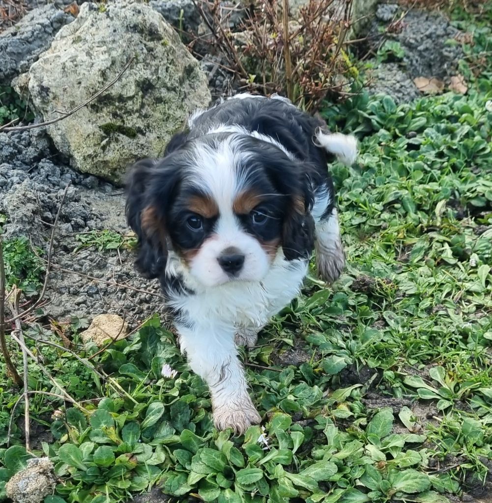 Du Petit Brillouard - Chiot disponible  - Cavalier King Charles Spaniel