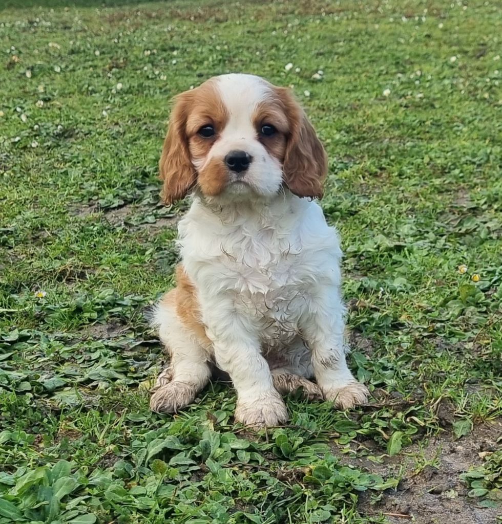 Du Petit Brillouard - Chiot disponible  - Cavalier King Charles Spaniel