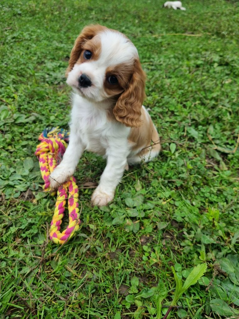 Du Petit Brillouard - Chiot disponible  - Cavalier King Charles Spaniel