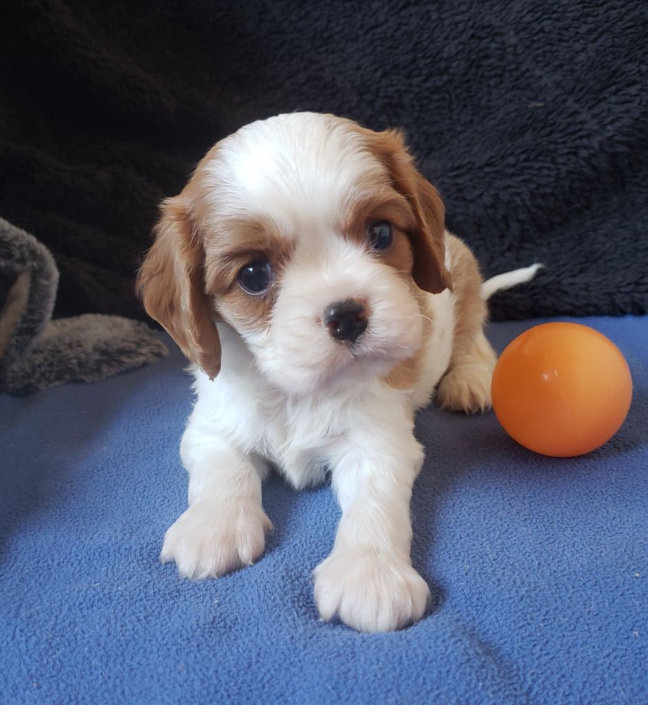 Elevage Du Petit Brillouard Eleveur De Chiens Cavalier King Charles Spaniel