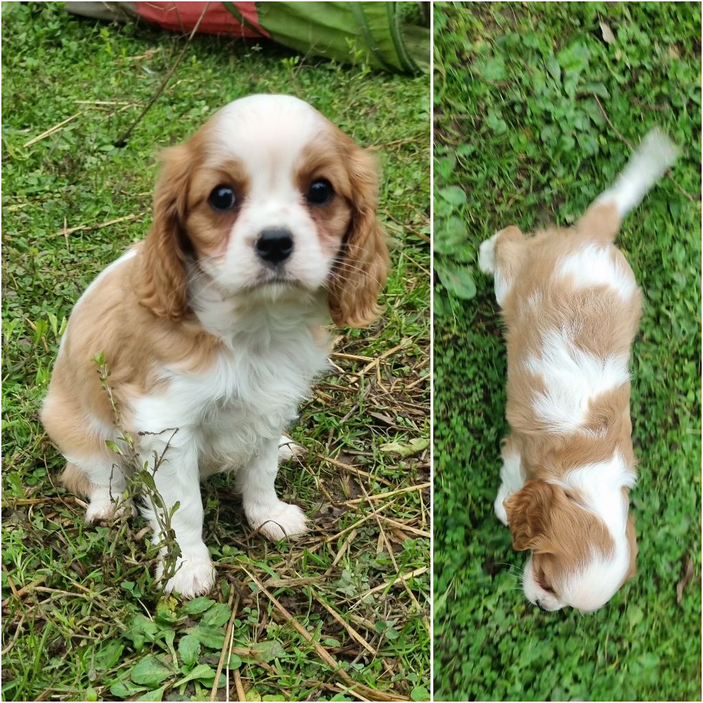 Du Petit Brillouard - Chiot disponible  - Cavalier King Charles Spaniel