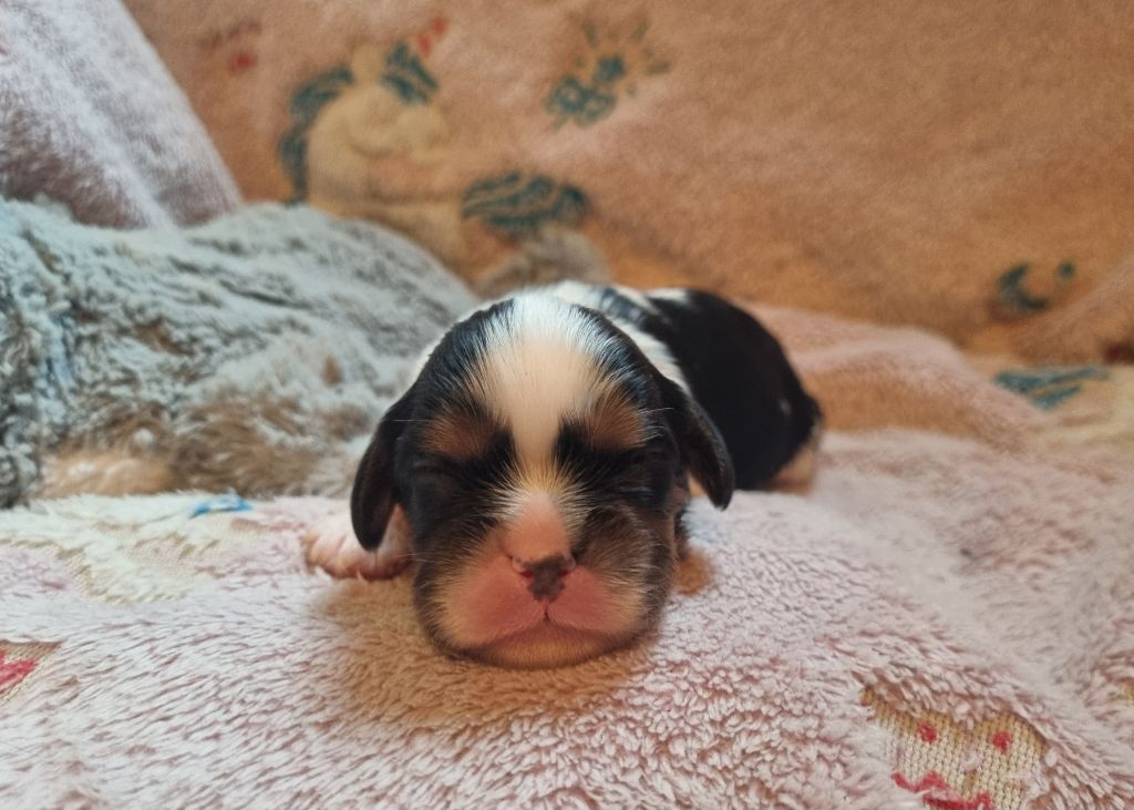 Du Petit Brillouard - Chiot disponible  - Cavalier King Charles Spaniel