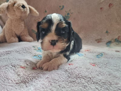 Du Petit Brillouard - Cavalier King Charles Spaniel - Portée née le 16/01/2025