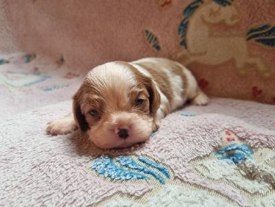 Du Petit Brillouard - Cavalier King Charles Spaniel - Portée née le 01/02/2025