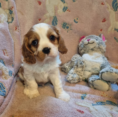 Du Petit Brillouard - Cavalier King Charles Spaniel - Portée née le 11/12/2024