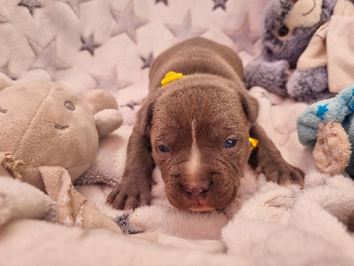 Du Petit Brillouard - American Staffordshire Terrier - Portée née le 12/04/2024