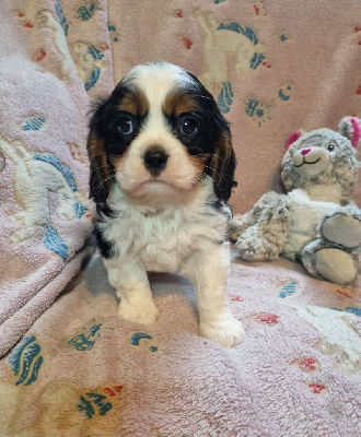 Du Petit Brillouard - Cavalier King Charles Spaniel - Portée née le 13/12/2024