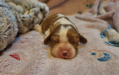 Du Petit Brillouard - Cavalier King Charles Spaniel - Portée née le 09/11/2024