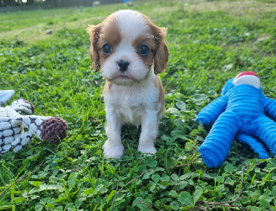 Du Petit Brillouard - Cavalier King Charles Spaniel - Portée née le 29/09/2024