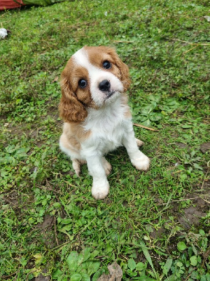 Du Petit Brillouard - Cavalier King Charles Spaniel - Portée née le 29/09/2024