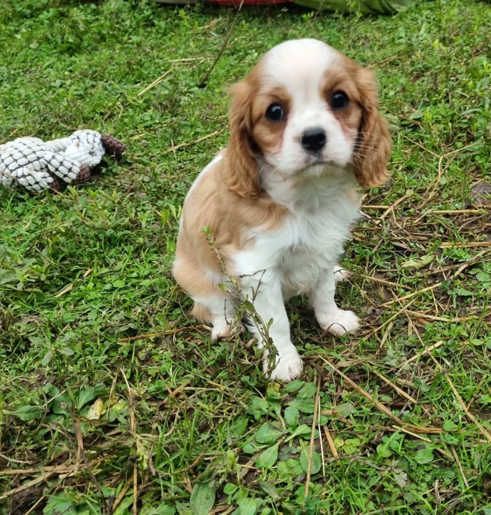 Du Petit Brillouard - Chiot disponible  - Cavalier King Charles Spaniel