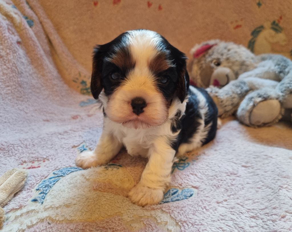 Du Petit Brillouard - Chiot disponible  - Cavalier King Charles Spaniel