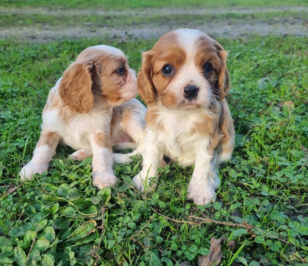 Du Petit Brillouard - Chiot disponible  - Cavalier King Charles Spaniel