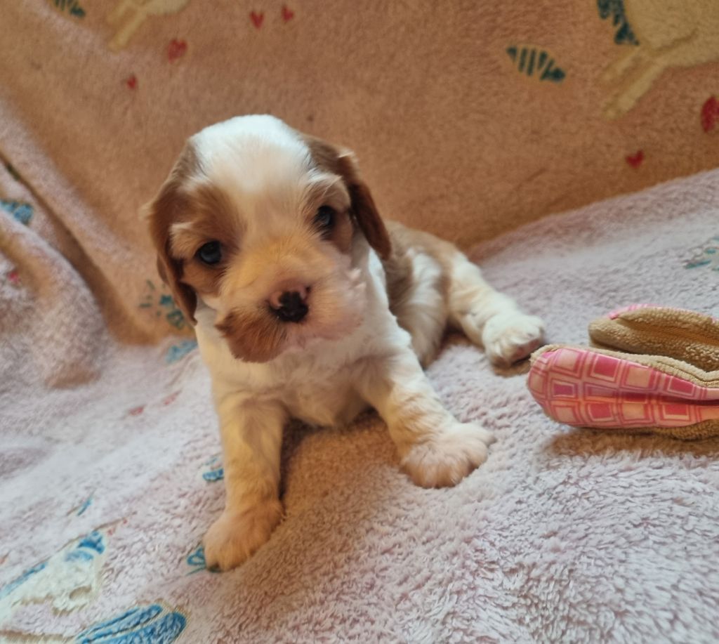 Du Petit Brillouard - Chiot disponible  - Cavalier King Charles Spaniel