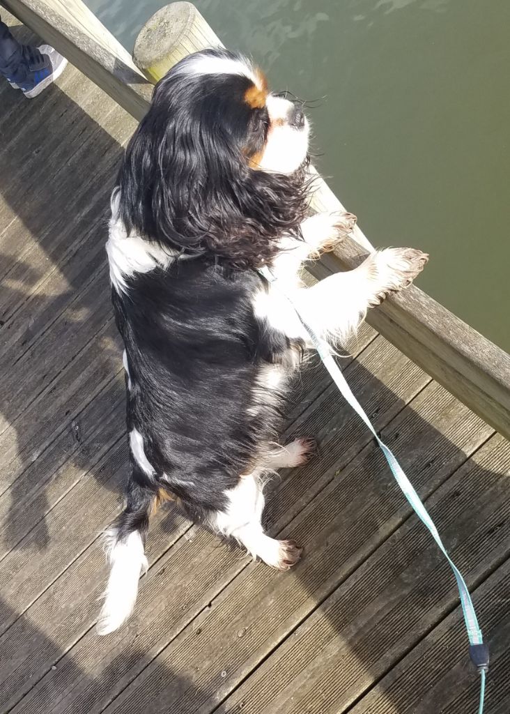 Pixel Du Petit Brillouard