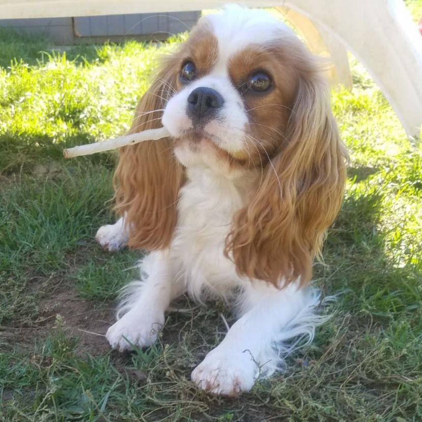 Pumba Du Petit Brillouard