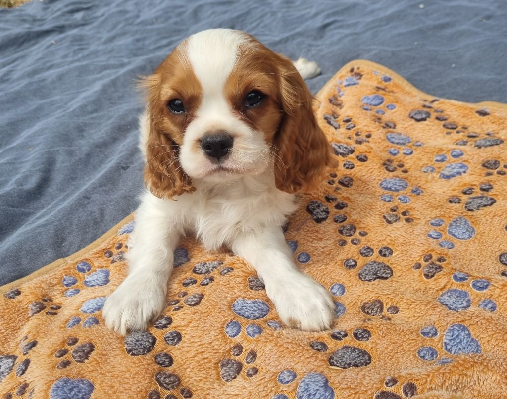 Du Petit Brillouard - Chiots disponibles - Cavalier King Charles Spaniel