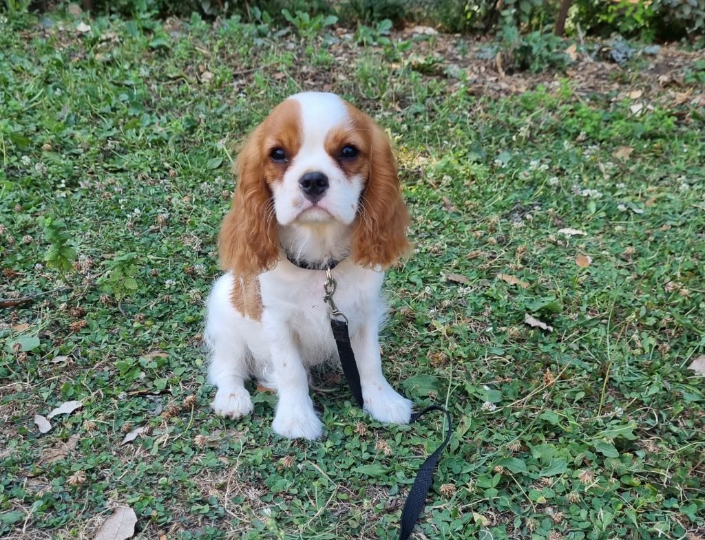 Du Petit Brillouard - Chiots disponibles - Cavalier King Charles Spaniel