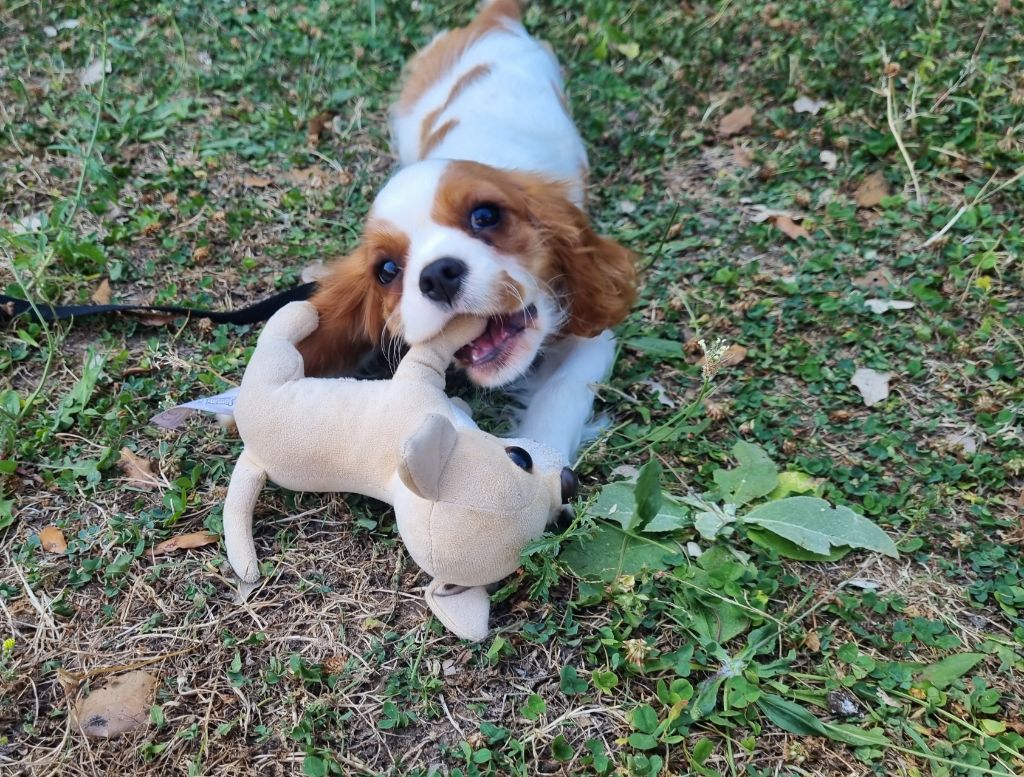 Du Petit Brillouard - Chiots disponibles - Cavalier King Charles Spaniel