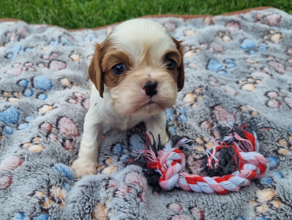 Du Petit Brillouard - Chiots disponibles - Cavalier King Charles Spaniel