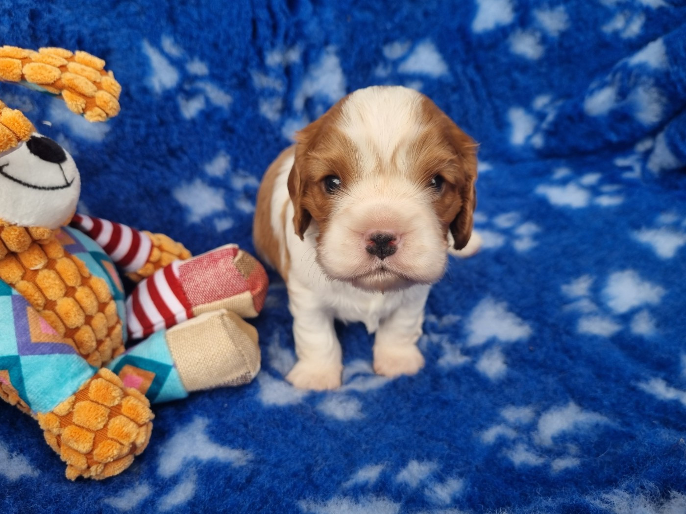 Du Petit Brillouard - Chiots disponibles - Cavalier King Charles Spaniel