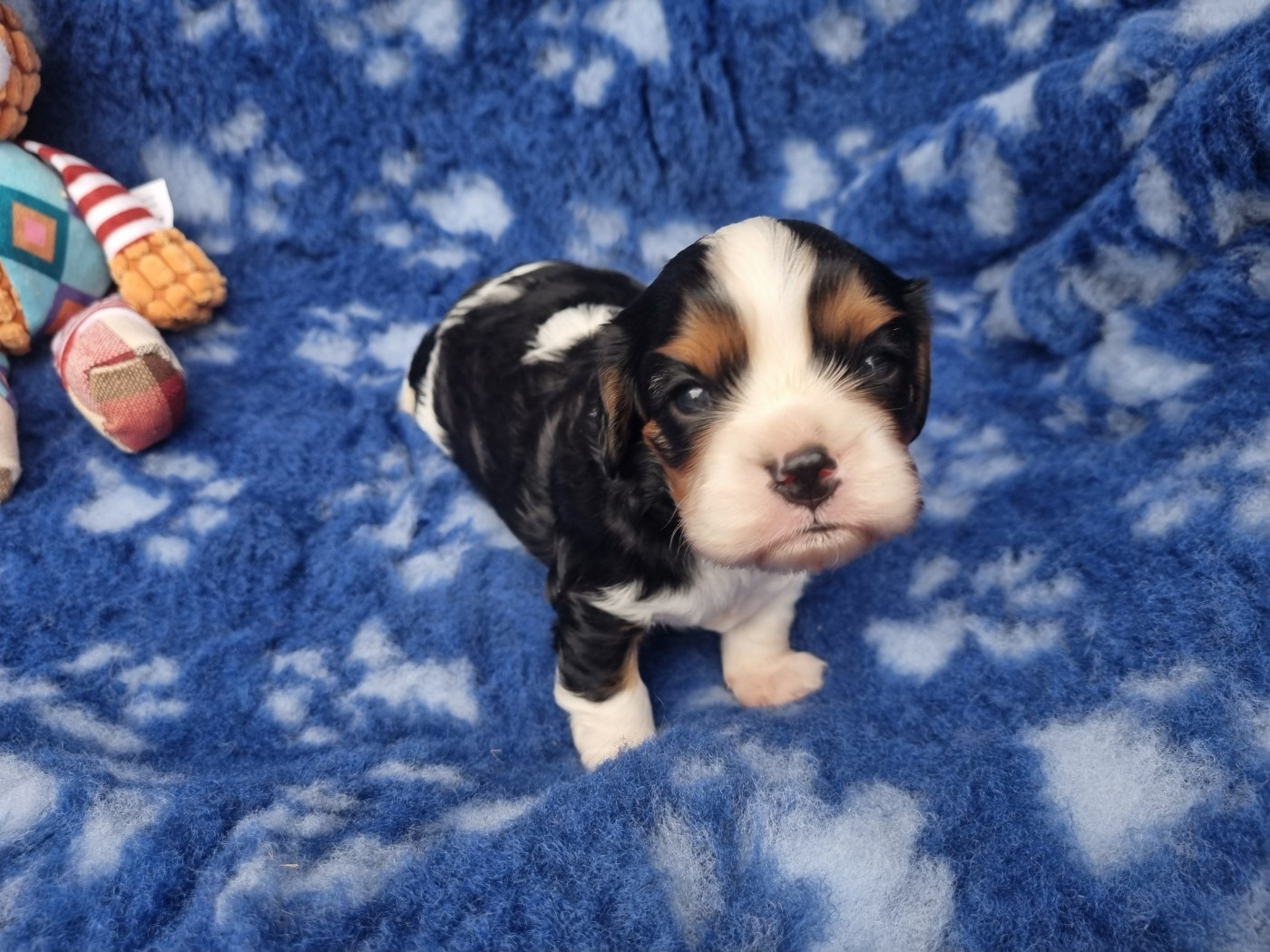Du Petit Brillouard - Chiots disponibles - Cavalier King Charles Spaniel