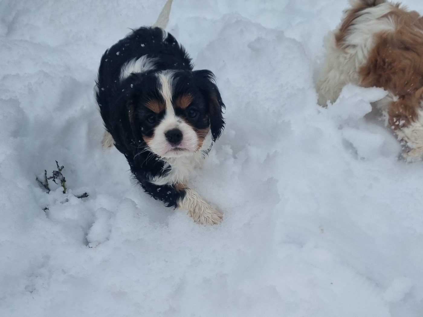 Du Petit Brillouard - Chiots disponibles - Cavalier King Charles Spaniel