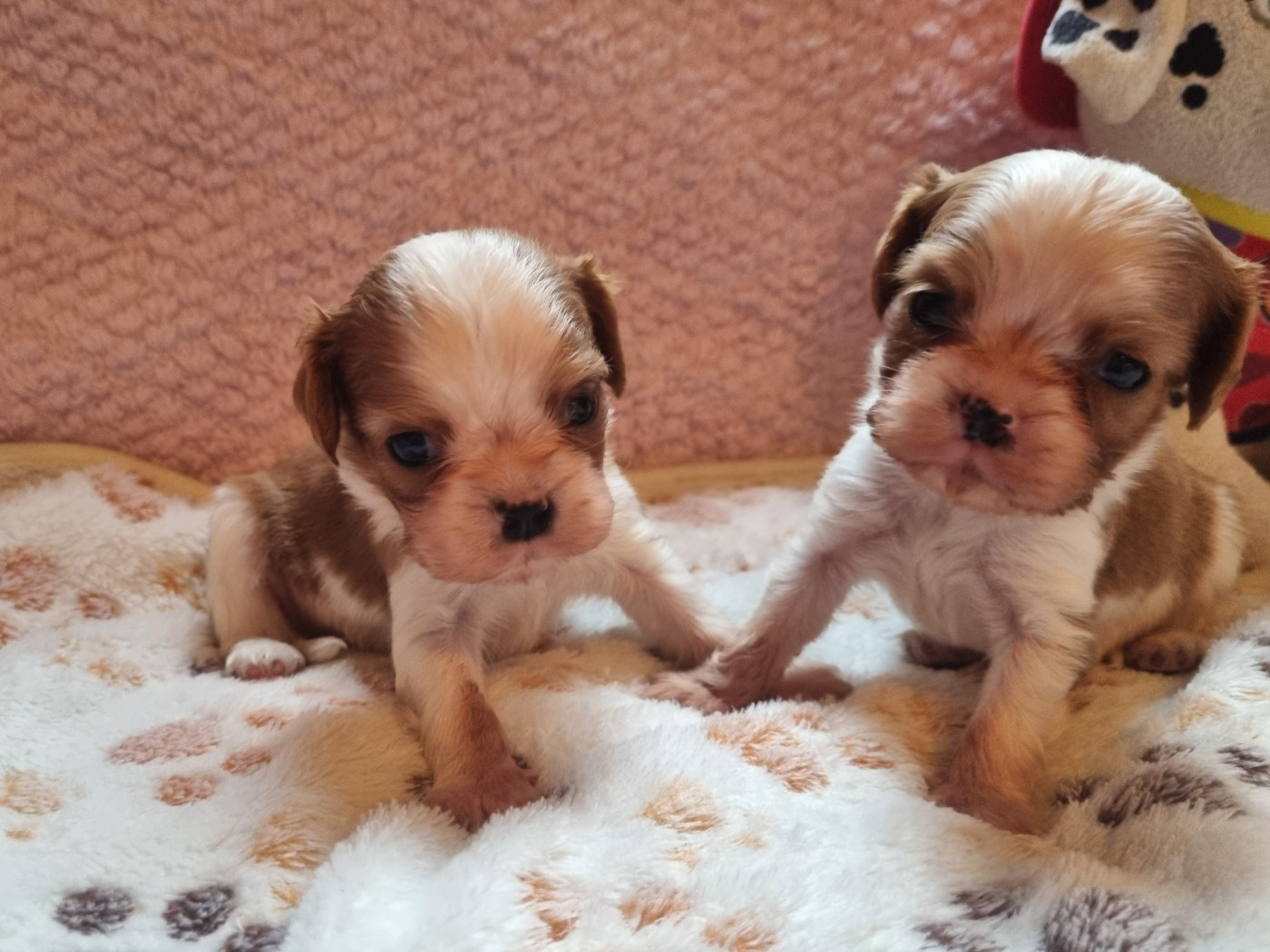 Du Petit Brillouard - Chiots disponibles - Cavalier King Charles Spaniel
