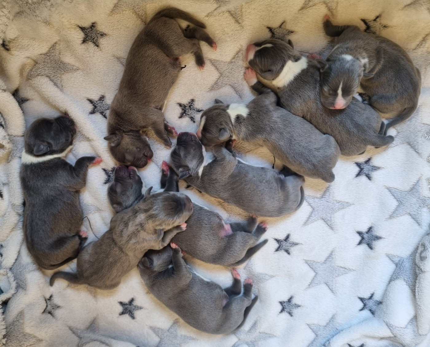 Du Petit Brillouard - Chiots disponibles - American Staffordshire Terrier