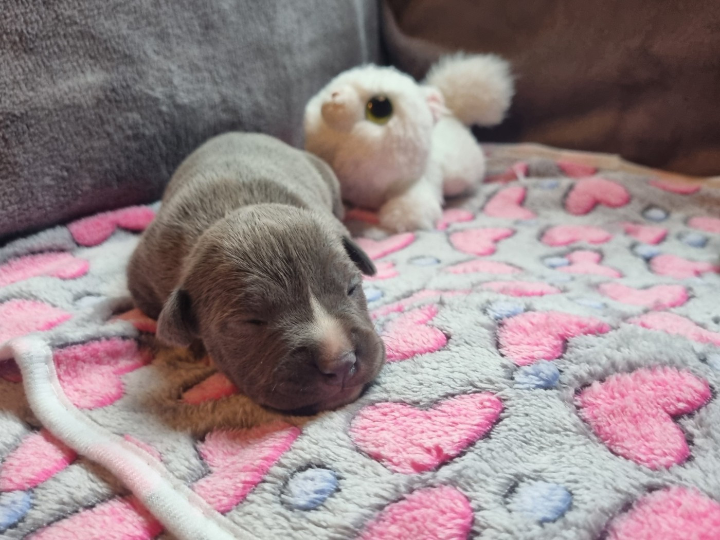 Du Petit Brillouard - Chiots disponibles - American Staffordshire Terrier