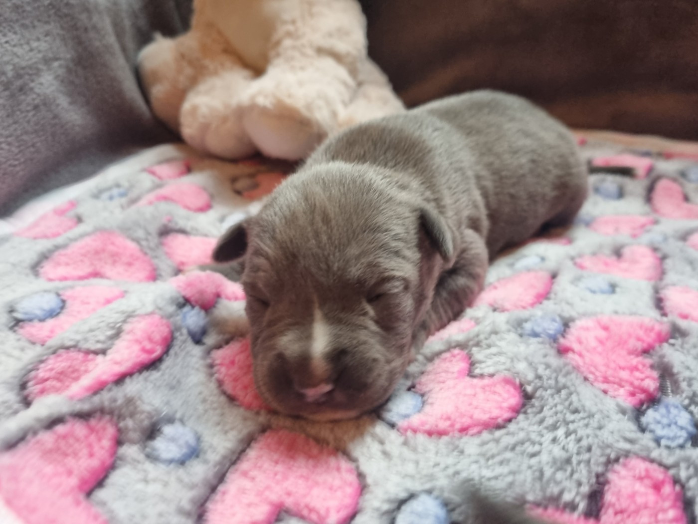 Du Petit Brillouard - Chiots disponibles - American Staffordshire Terrier