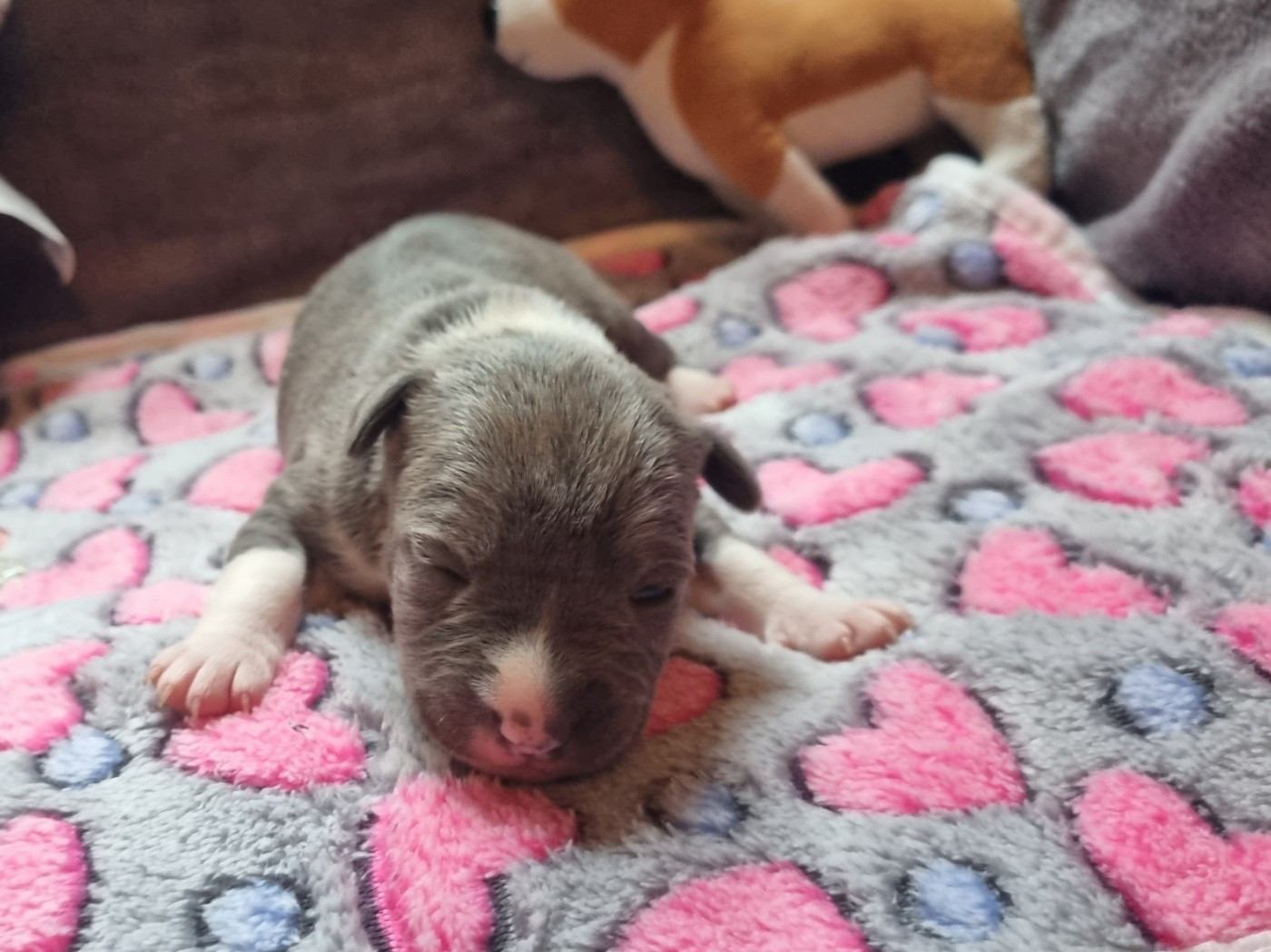 Du Petit Brillouard - Chiots disponibles - American Staffordshire Terrier