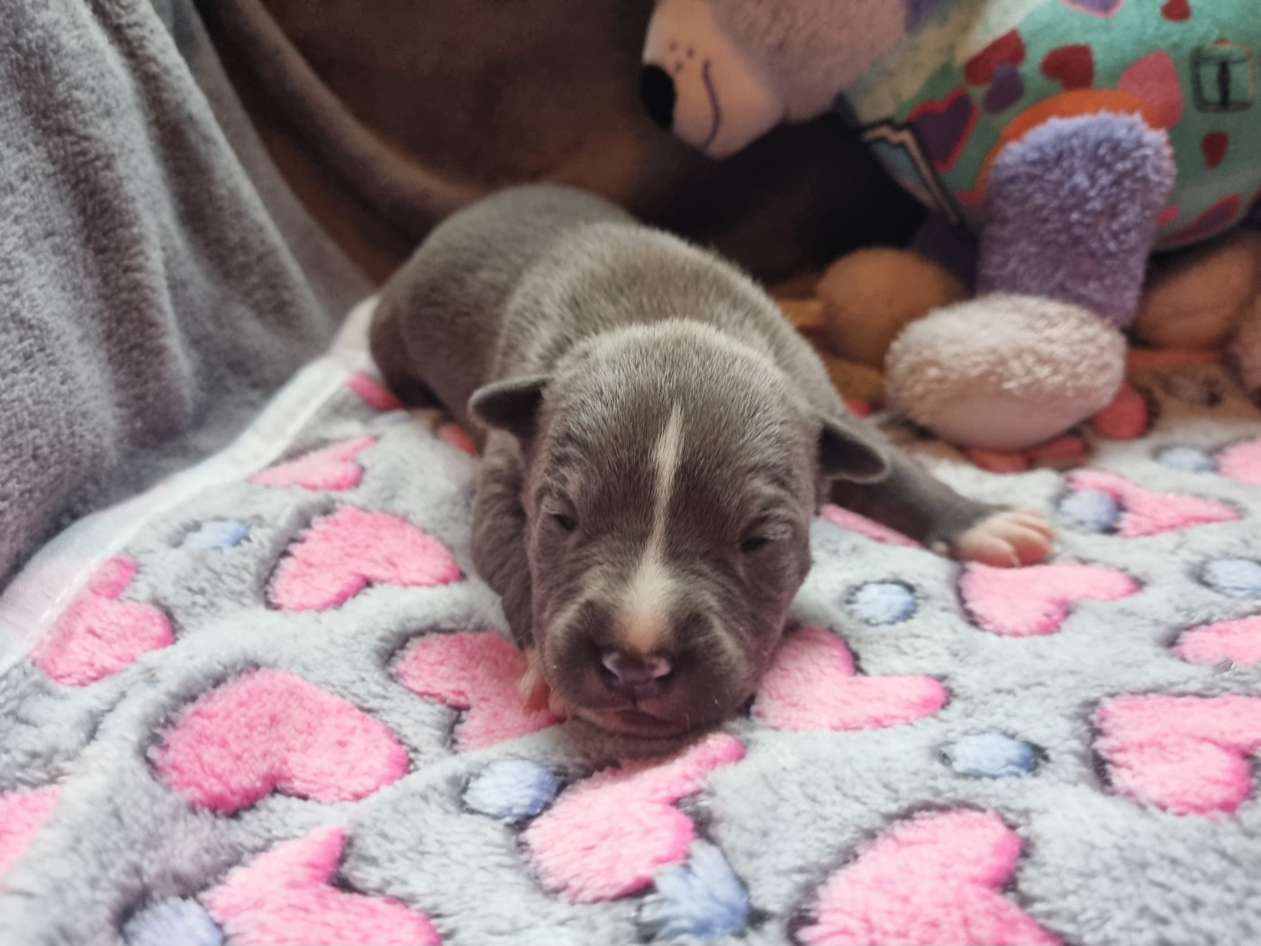 Du Petit Brillouard - Chiots disponibles - American Staffordshire Terrier