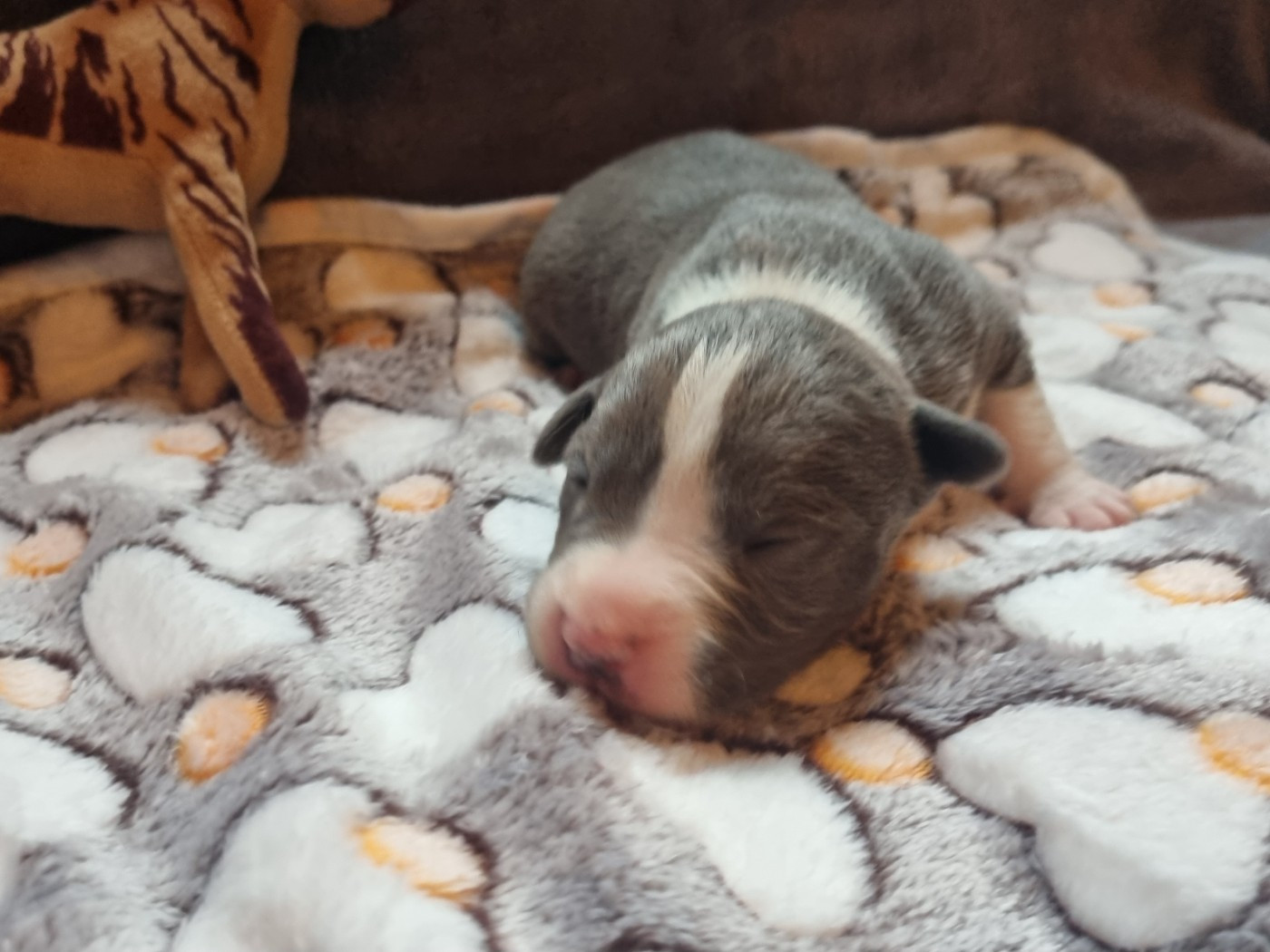 Du Petit Brillouard - Chiots disponibles - American Staffordshire Terrier