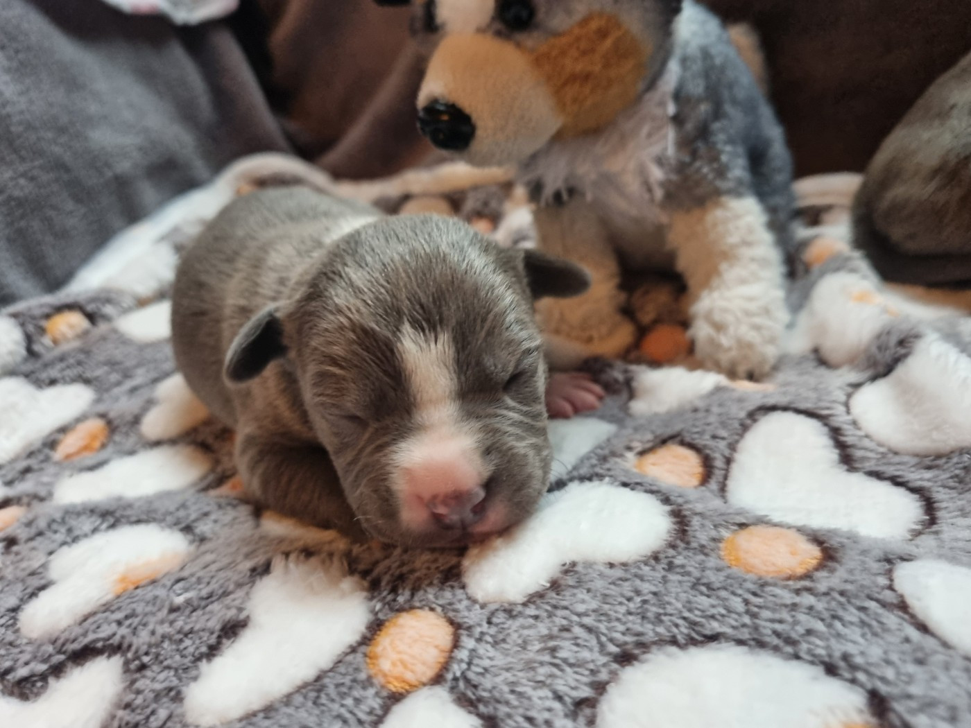 Du Petit Brillouard - Chiots disponibles - American Staffordshire Terrier