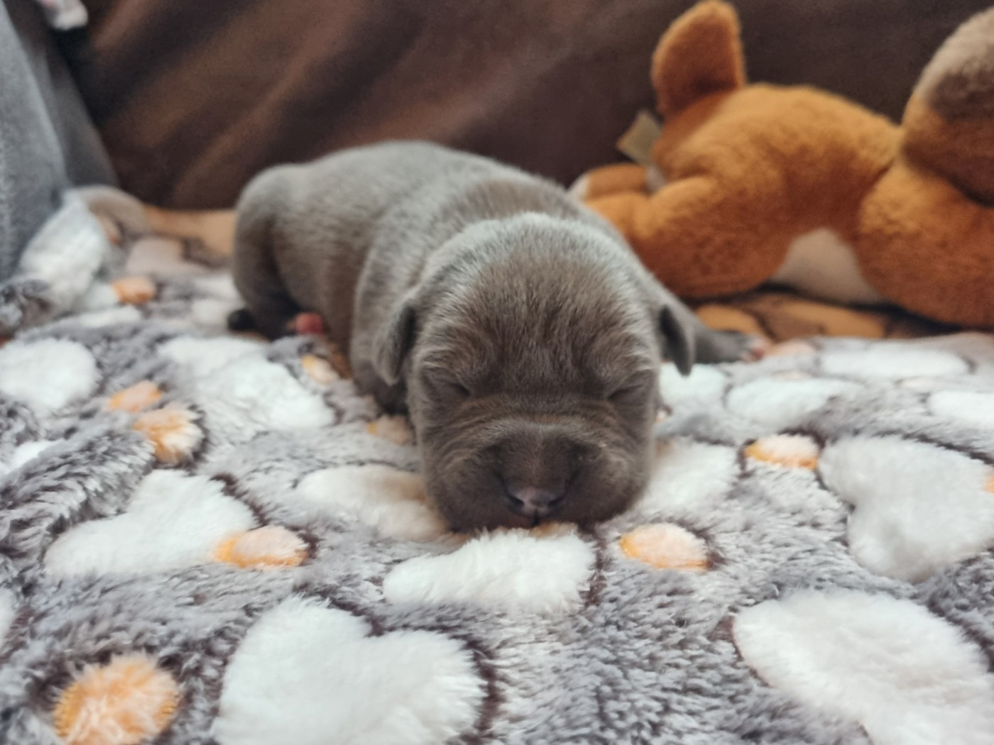 Du Petit Brillouard - Chiots disponibles - American Staffordshire Terrier