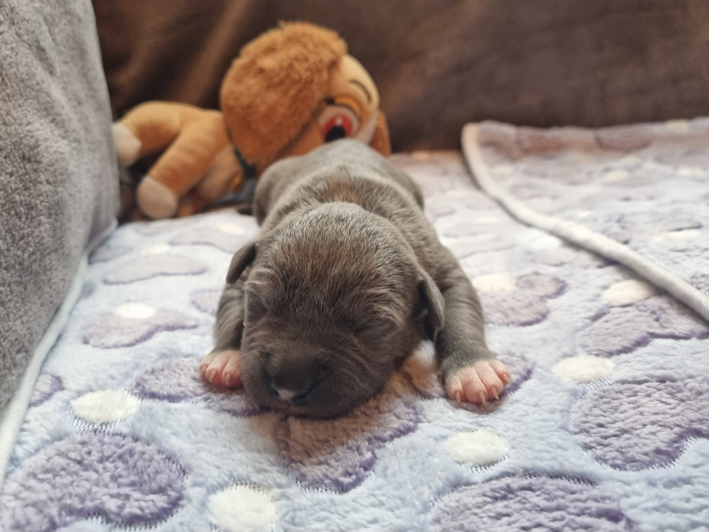 Du Petit Brillouard - Chiots disponibles - American Staffordshire Terrier